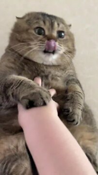A video shows a person gently petting a relaxed cat on the floor.