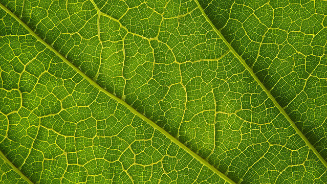 Green leaf vein texture macro background with natural organic pattern