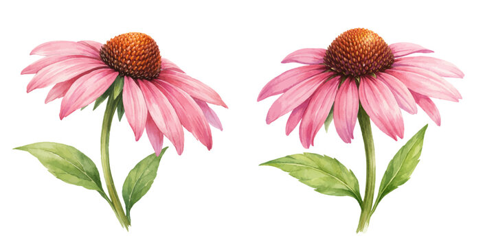 A charming watercolor collection of echinacea flowers featuring soft pink coneflowers with prominent spiky centers illustrated in a natural botanical style.