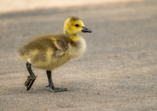 Hind Leg Of Canada Goose Gosling Lifted In The Air