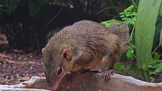 Close up of a tropical squirrel also known as tree shrew sitting on a bowl on a sunny day.
