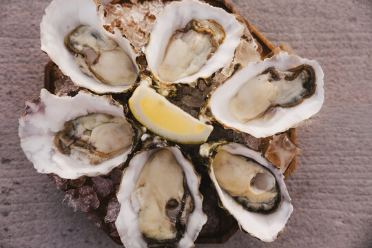 Oysters