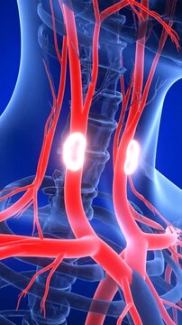 Carotid Body Anatomy - Detailed Medical Visualization and Educational Overview.