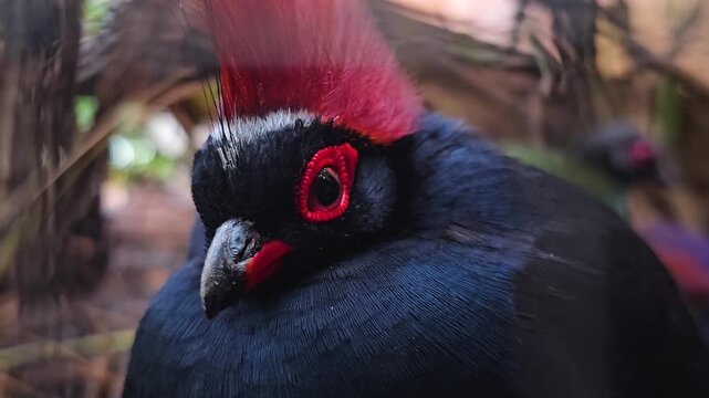Close up of a tropical quail head with a red Mohawk hair style standing and looking around on a sunny day 