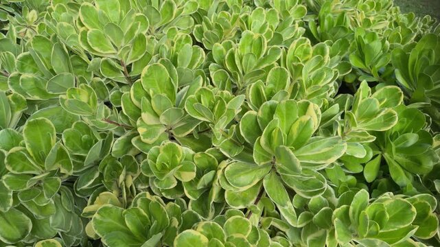 Scaevola taccada,  beach cabbage, sea lettuce, or beach naupaka, is a flowering plant in the family Goodeniaceae.Queen Kapiʻolani Garden, Honolulu, Oahu, Hawaii