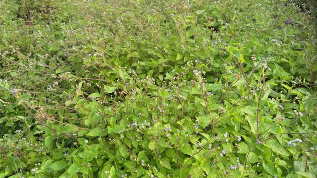 Ageratum conyzoides (billygoat-weed, chick weed, goatweed, whiteweed, mentrasto).  Family Asteraceae. Queen Kapiʻolani Garden, Honolulu, Oahu, Hawaii.