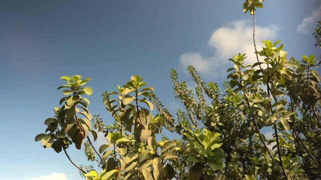 Santalum ellipticum,  ʻIliahialoʻe (Hawaiian) or coastal sandalwood, is a species of flowering plant in the mistletoe family, Santalaceae. Queen Kapiʻolani Garden, Honolulu, Oahu, Hawaii.