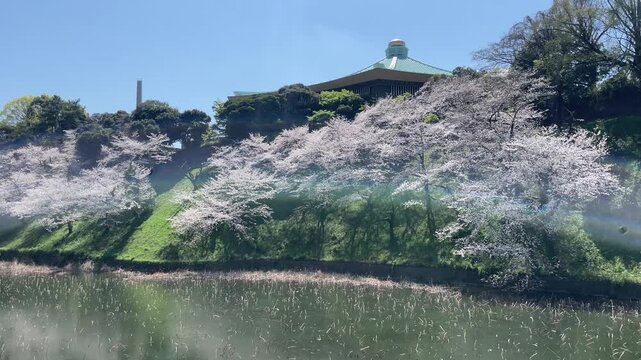 東京、九段、千鳥ヶ淵の桜と日本武道館の玉ねぎ