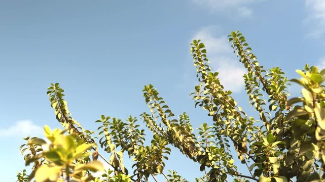 Santalum ellipticum,  ʻIliahialoʻe (Hawaiian) or coastal sandalwood, is a species of flowering plant in the mistletoe family, Santalaceae. Queen Kapiʻolani Garden, Honolulu, Oahu, Hawaii.