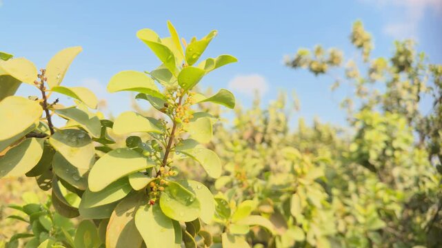 Santalum ellipticum,  ʻIliahialoʻe (Hawaiian) or coastal sandalwood, is a species of flowering plant in the mistletoe family, Santalaceae. Queen Kapiʻolani Garden, Honolulu, Oahu, Hawaii.