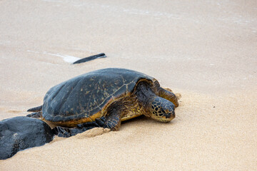 Fototapeta premium Green seat turtle coming on shore in Maui