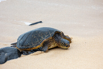 Obraz premium Green seat turtle coming on shore in Maui