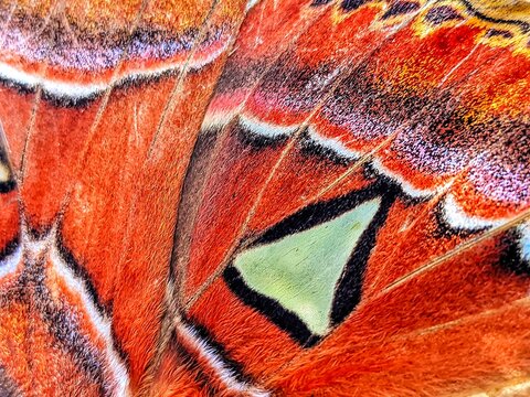 background object photo Macro shot of Attacus atlas moth on very beautiful wings