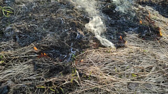 Burning dry grass in the open air №7