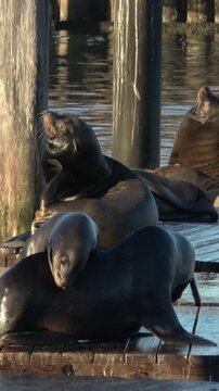sea lion fighting at the Pier 39 docks at Fisherman's Wharf in San Francisco. Vertical design in 9:16 ratio. Smartphone and soc