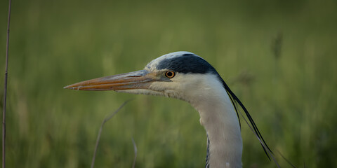 Obraz premium Detailed wildlife portrait of a grey heron shown in close side profile against a soft green natural background. The image highlights the birds long orange beak, striking yellow eye and distinctive
