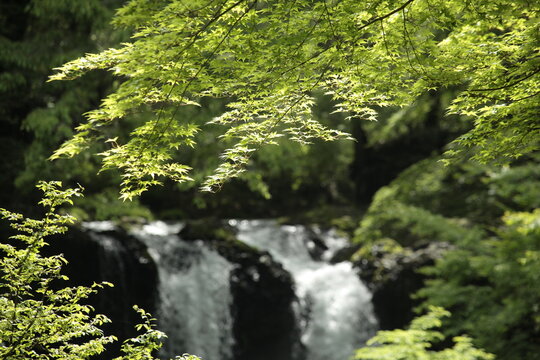 Fresh green maple branches with a waterfall behind them