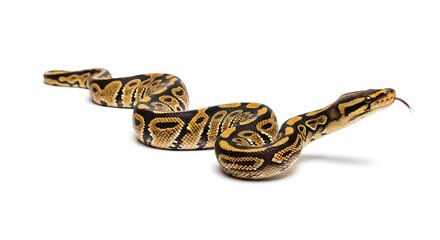 Fototapeta premium Coiled snake on white background closeup.