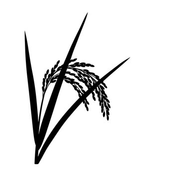 Rice Silhouette: An elegant monochrome depiction of a rice plant, showcasing the intricate detail of the grain and leaves, embodying growth and sustenance.