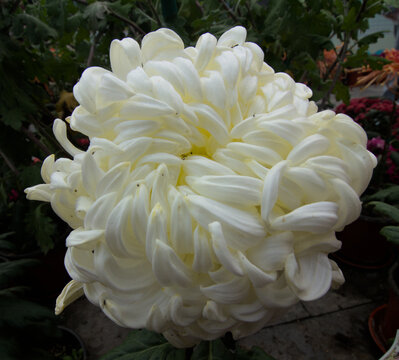 Chinese chrysanthemum