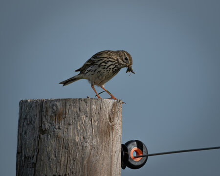 A meadow pipit stands alert on a weathered wooden post, holding a beak full of insects likely food for its young. The bird speckled breast and focused gaze contrast against the soft green background