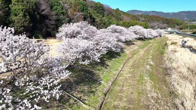 Row of Cherry Trees | Riverbank | Spring Japan - 4K Aerial Video
