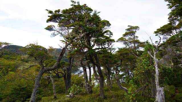 A wide shot of the windswept subantarctic Magellanic forest featuring Nothofagus trees (Southern Beech) overlooking a coastal bay in Tierra del Fuego National Park near Ushuaia, Argentina