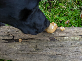 Obraz premium A close-up of a black dog smelling a small cluster of brown wild mushrooms growing on a decaying log in a green grass meadow.