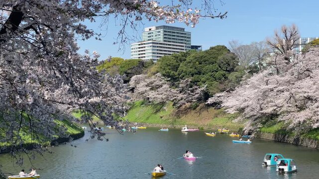 東京、九段、千鳥ヶ淵の桜