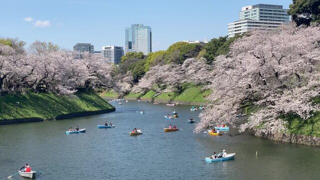 東京、九段、千鳥ヶ淵の桜