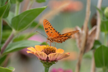 Mirror butterfly feeds on the nectar of zinnia flowers in a garden © Jose