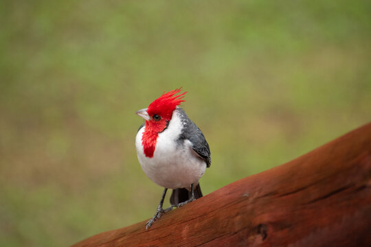 The red-crested cardinal (Paroaria coronata), or common cardinal, is found in open areas such as grasslands, savannas, and forest edges in countries like Argentina, Uruguay, Brazil, and Paraguay.