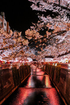 2026年最新、縦構図で捉えた目黒川の夜桜と水面に輝くピンクのリフレクションが美しい東京の春景 / Latest 2026 vertical view of night cherry blossoms and pink reflections on Meguro River in Tokyo.