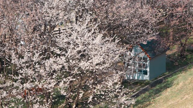 만개한 벚꽃 나무들 사이에 아늑하게 자리 잡은 작은 정원 오두막의 평화로운 봄 풍경 (Peaceful spring landscape of a small garden hut nestled among blooming cherry blossom trees)