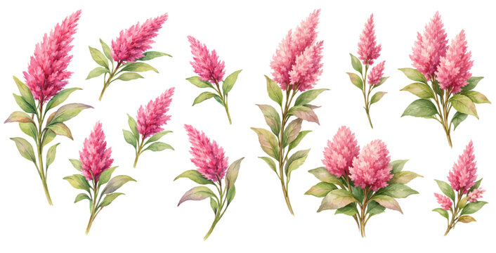 A charming watercolor collection of celosia flowers featuring soft pink plume blossoms and leafy botanical stems illustrated in a natural botanical style.