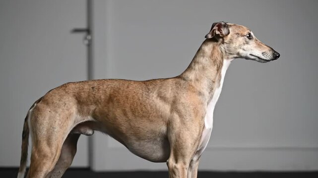 Elegant Whippet or Greyhound dog standing in a studio side profile