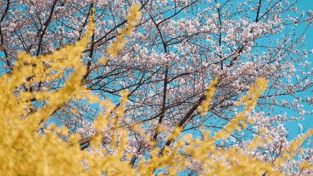 흐릿한 개나리 꽃 사이로 보이는 만개한 벚꽃과 파란 봄 하늘의 다채로운 풍경 (Colorful spring view of blooming cherry blossoms and blue sky seen through blurred yellow forsythia)