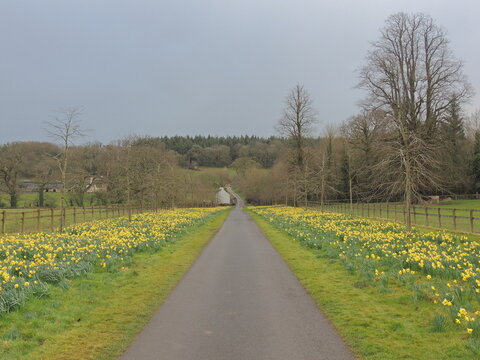 Road in the field - Irish countryside 