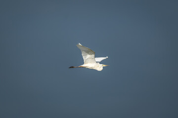 Fototapeta premium Front-facing view of a great egret gliding through the air with wide wingspan and neck tucked, set against a smooth grey sky. The bird's pure white plumage and symmetrical pose create a striking