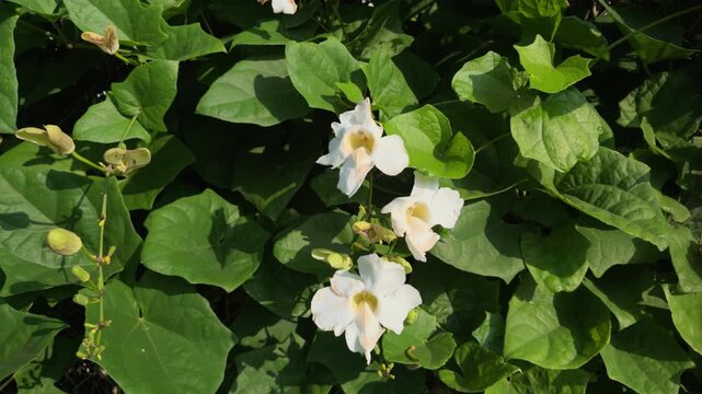 Thunbergia grandiflora is an evergreen vine in the family Acanthaceae. Bengal clockvine, Bengal trumpet, blue skyflower, blue thunbergia. Queen Kapiʻolani Garden, Honolulu, Oahu, Hawaii