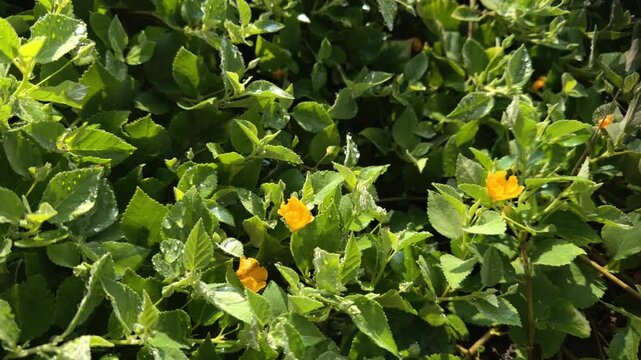 Sida fallax,  yellow ilima, golden mallow, or ʻIlima is a species of herbaceous flowering plant in the Hibiscus family, Malvaceae. Queen Kapiʻolani Garden, Honolulu, Oahu, Hawaii