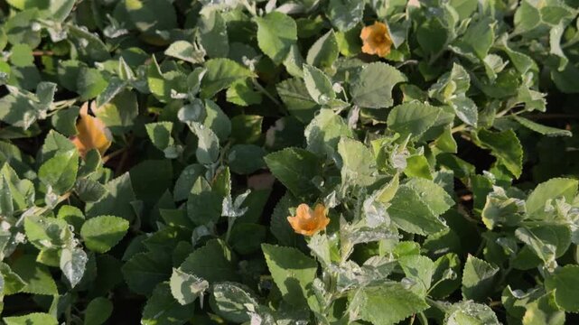 Sida fallax,  yellow ilima, golden mallow, or ʻIlima is a species of herbaceous flowering plant in the Hibiscus family, Malvaceae. Queen Kapiʻolani Garden, Honolulu, Oahu, Hawaii