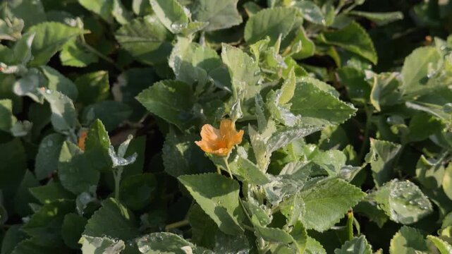 Sida fallax,  yellow ilima, golden mallow, or ʻIlima is a species of herbaceous flowering plant in the Hibiscus family, Malvaceae. Queen Kapiʻolani Garden, Honolulu, Oahu, Hawaii