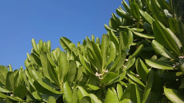 Scaevola taccada, beach cabbage, sea lettuce, or beach naupaka, is a flowering plant in the family Goodeniaceae.Queen Kapiʻolani Garden, Honolulu, Oahu, Hawaii. fanflower or half flower