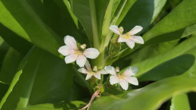 Scaevola taccada, beach cabbage, sea lettuce, or beach naupaka, is a flowering plant in the family Goodeniaceae.Queen Kapiʻolani Garden, Honolulu, Oahu, Hawaii. fanflower or half flower