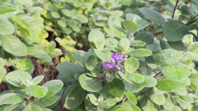 Vitex rotundifolia, the roundleaf chastetree or beach vitex, is a species of flowering plant in the sage family Lamiaceae. Queen Kapiʻolani Garden, Honolulu, Oahu, Hawaii