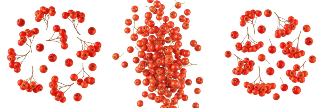 Rowan berries flying composition isolated on white background, Sorbus aucuparia bright red clustered berries scattered individually in motion