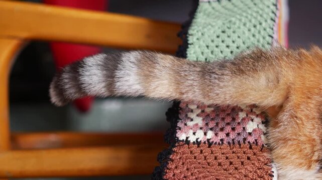 Cute cat wags its striped tail back and forth while sitting on a knitted blanket.