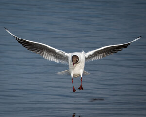 Naklejka premium A black-headed gull touches down on a still lake, wings outstretched in a graceful arc. The mirror-like surface reflects the bird perfectly, capturing a moment of symmetry, elegance, and precision in