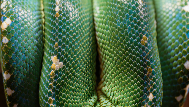 Macro Detail of Green Tree Python Scales with Vibrant Emerald and Blue Texture